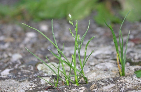 Einjährige Rispe (Poa annua) - © Emanuel Trummer